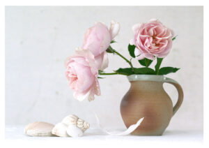 Blush Roses in a Jug