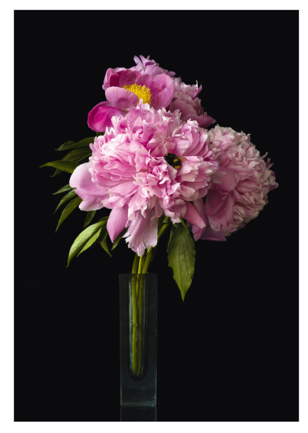 Pink peonies wtih a bumble bee photograph