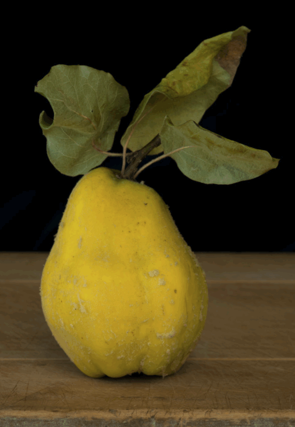 Single quince photographs